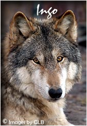 Ingo, male wolf
