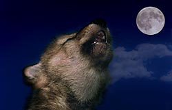 Wolf howling events at wolf timbers