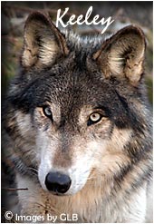 Keeley, female wolf